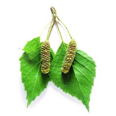 Гидролат Листьев Березы